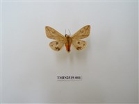 藏品(煙污燈蛾)的圖片